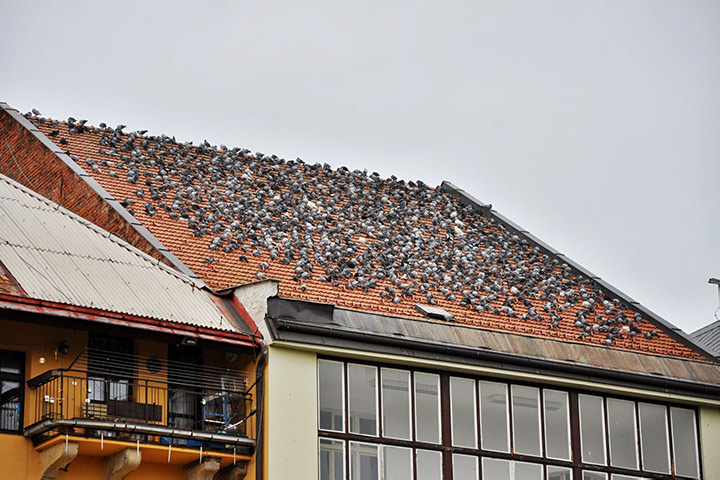 A2B Pest Control are able to install spikes to deter birds from roofs in Aylesbury. 
